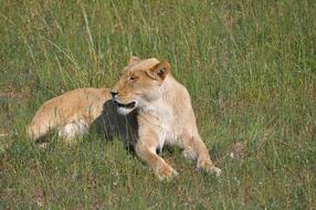 Monarto lion