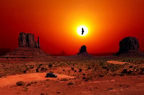 bird in the desert in america at sunset