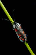 Insect Zygaena