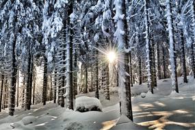 sun shining through Snowy Winter Forest
