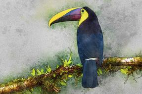 Toucan perched branch, colorful drawing