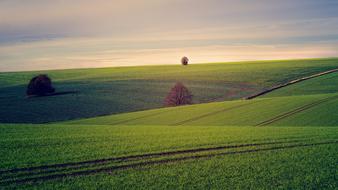 extraordinarily beautiful Tree Hill