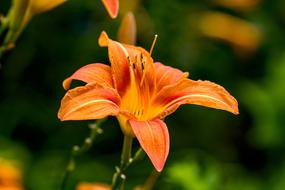 Daylily Flower