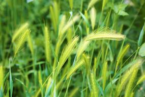 goodly Spring Spike Greens