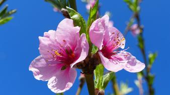 goodly Flower Peach Spring