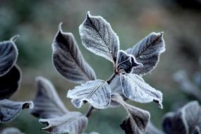 ravishing Frost Ground Foliage