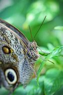 unusual butterfly on a green leaf close-up on a blurred background