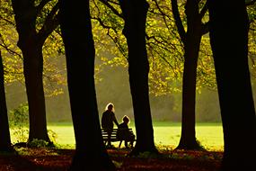 ravishing Tree Silhouette sun Forest