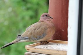 Bird Neck Pigeons