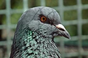 head of grey Dove close up