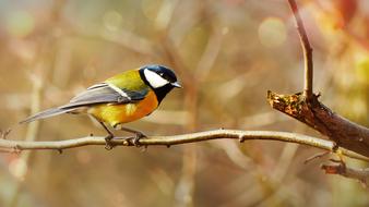 ravishing yellow Bird Animals