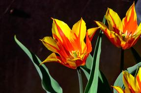 absolutely beautiful Tulip Garden Spring