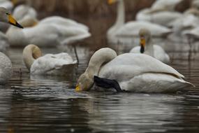 group of wild swans on water at winter