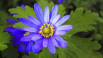 closeup photo of blue flowers and green leaves