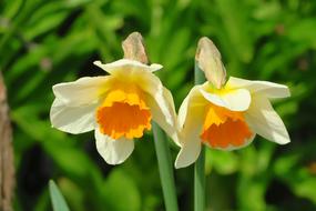magnificent Daffodils Flowers