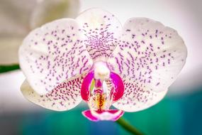 impressively beautiful Orchid Flower