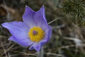 blue flower with yellow center close up on blurred background