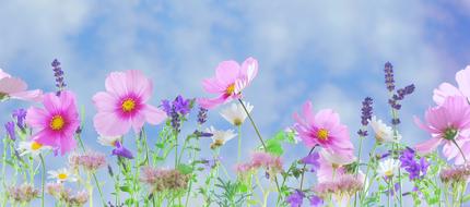 wonderful Wild Flowers