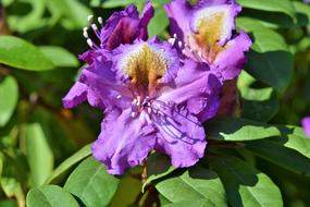 extraordinarily beautiful Rhododendron Buds