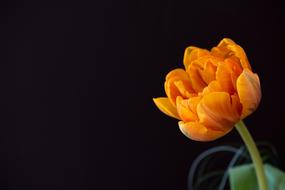 impressively beautiful Tulip Flower Filled