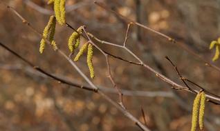 ravishing Spring Yellow Hazelnut