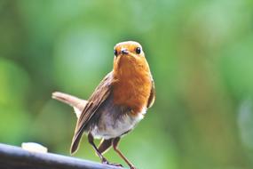 magnificent Robin Songbird