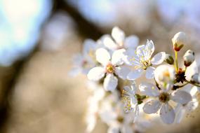 unusually beautiful Cherry Plum Tree