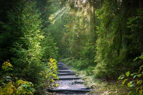 Path Away through scenic Forest at summer morning