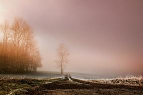 fog over a country road in winter