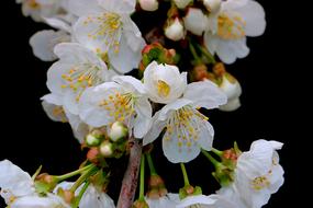 ravishing Flower Cherry White