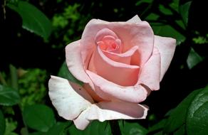extraordinarily beautiful Rose Flower Pink