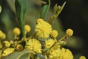 Acacia saligna blossoms macro