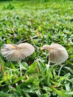 unusually beautiful Mushroom Plants
