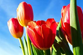 ravishing Tulip Lilies Spring