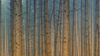 goodly Forest Trees Fog