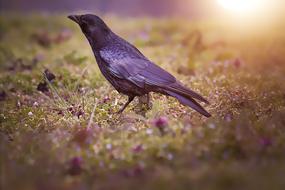 incredibly beautiful Raven Bird