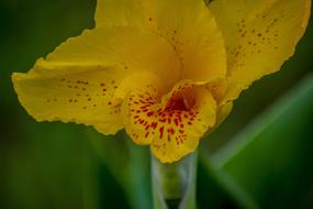 wonderful yellow Flower Spring