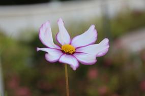 extraordinarily beautiful Cosmos Flower Plant