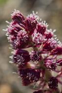 goodly Spring Flower Pink
