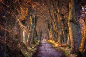 wonderful Trees road