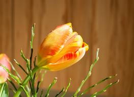 Orange Tulip, Flower close up
