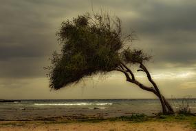 wonderful one Tree Beach
