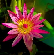 wonderful Flowers Lotus