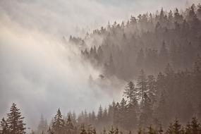 ravishing Morgenstimmung Forest Fog