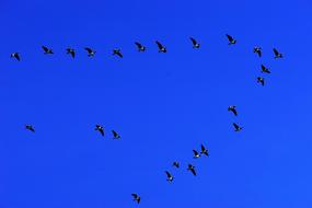 incredibly beautiful Birds Geese