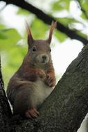 extraordinarily beautiful Squirrel Rodent