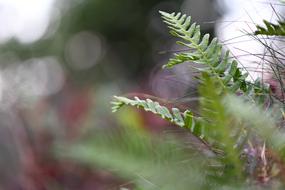 wonderful green Fern Plant