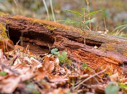 dry Dead Wood