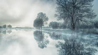 trees near the river in the fog