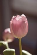 extraordinarily beautiful Tulip Flower Pink